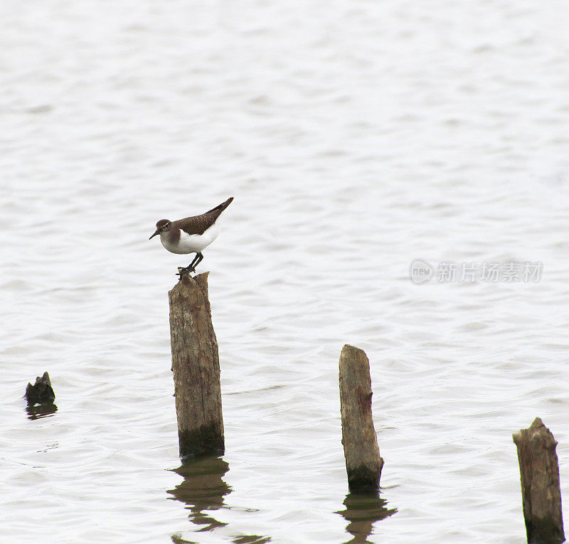 普通鹬(Actitis hypoleucos)